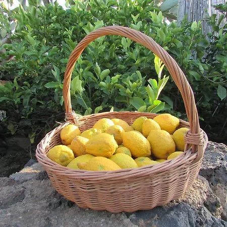 Dammusi Bernardo